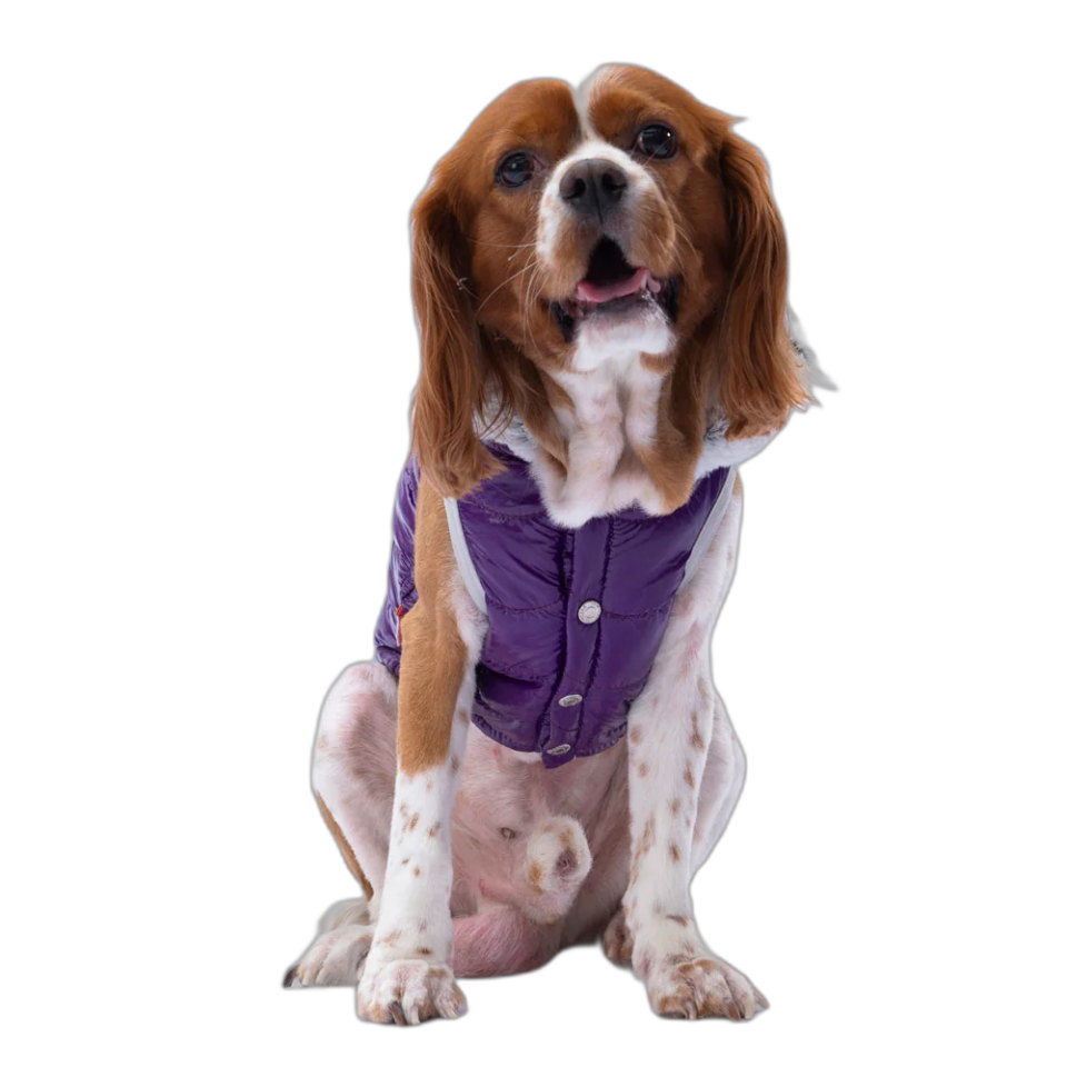 Pawstar Lıght Wave Yelek Mor 5'Li Set (M-L-XL-XL-2XL)