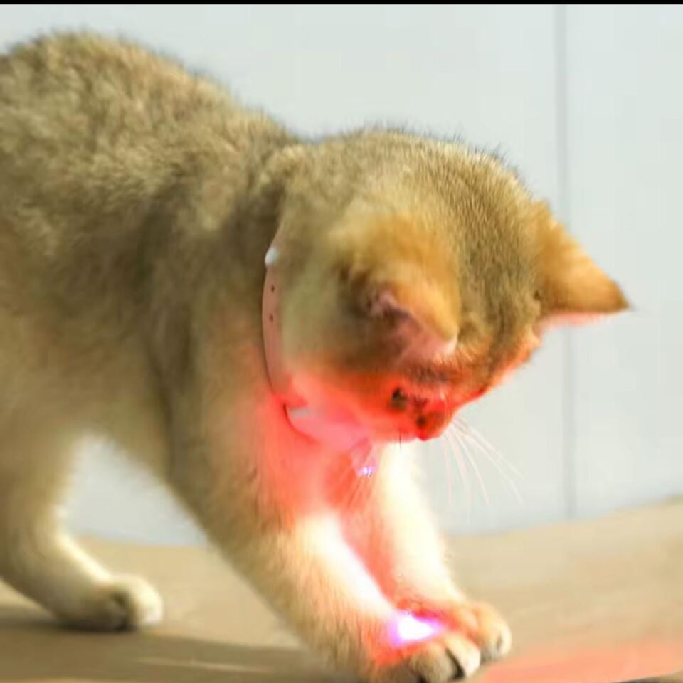 Mad Pet Lazerli Boyun Tasması  363