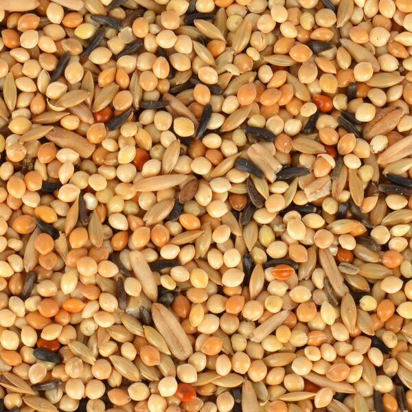 Gold Wıngs Classıc Gwc-003 Yavru Muhabbet Kuşu Yemi 400 Gr 6'lı
