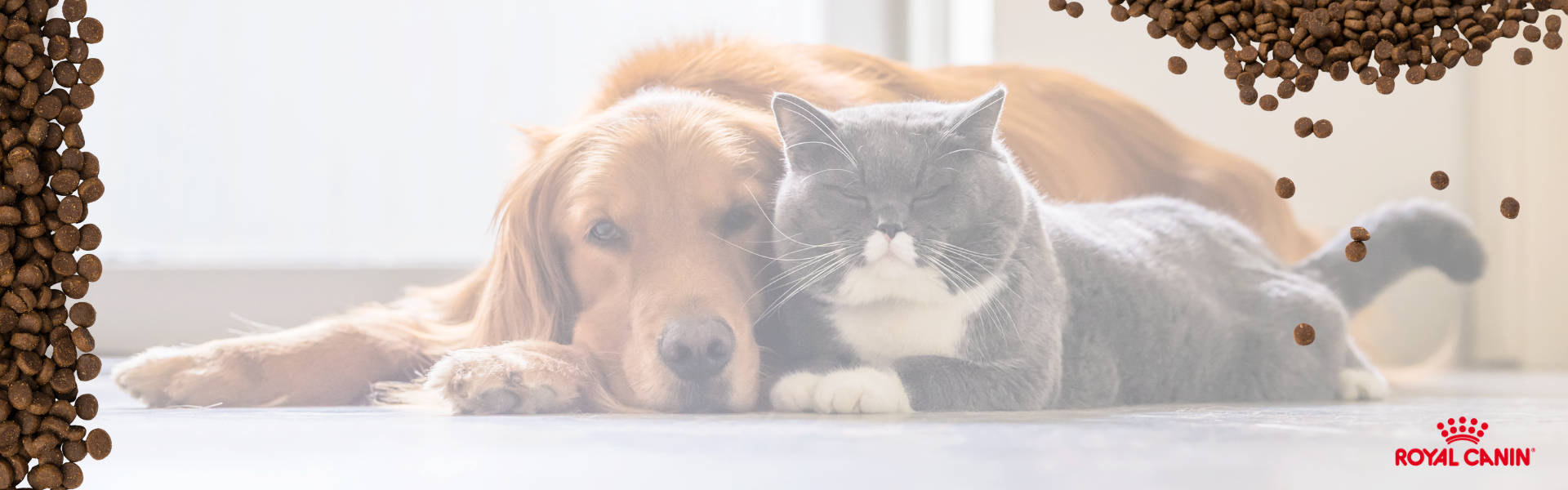 Royal Canin ile dostunuza özel beslenme!
